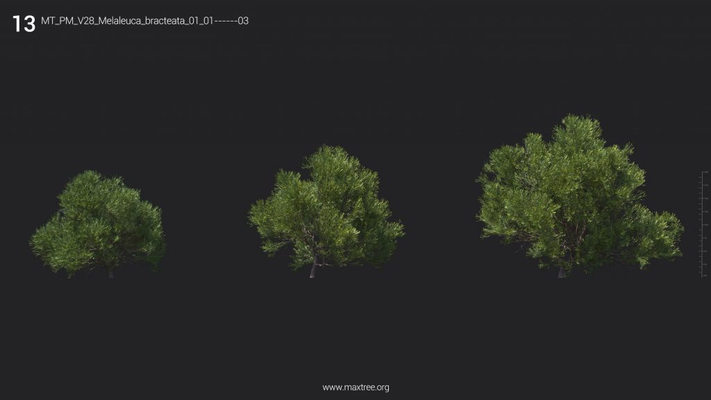 90 مدل گیاه سه بعدی high-poly را از Maxtree دانلود کنید