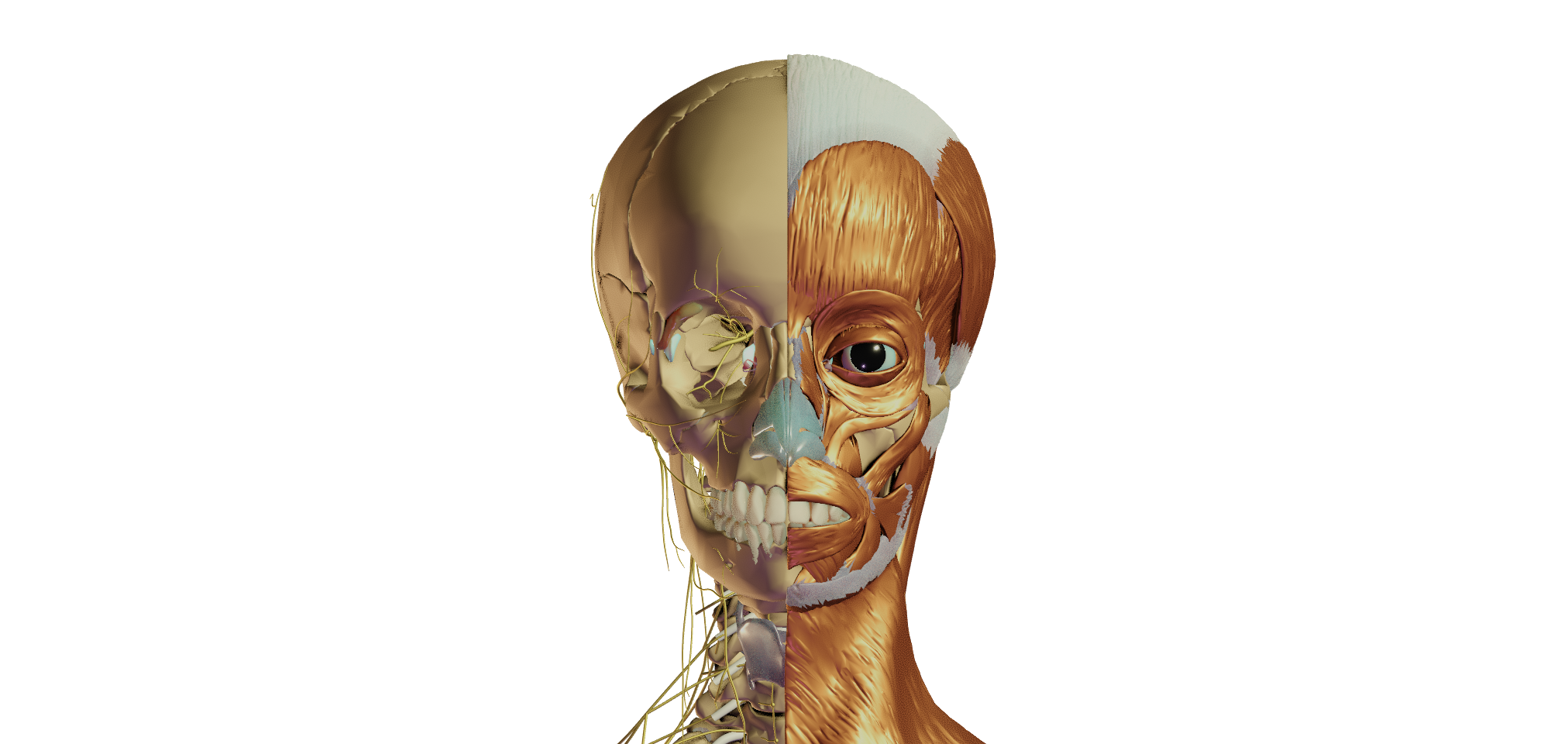 آناتومی سه بعدی Z-Anatomy 