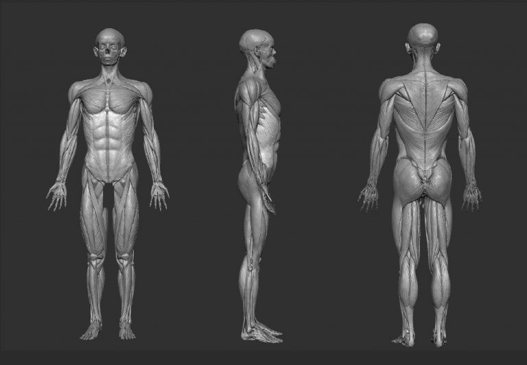 آناتومی سه بعدی Z-Anatomy