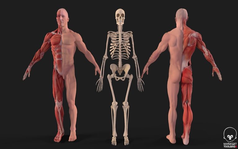 راهنمای آناتومی سه بعدی
